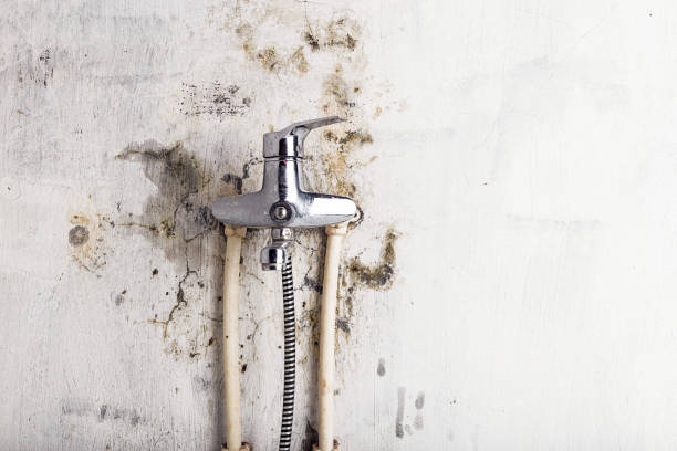 Best Mold Damage Repair  in Hampton, MD