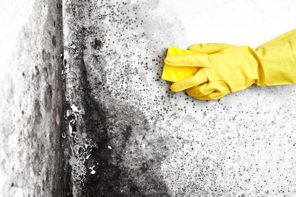 Best Local Mold Removal Service  in Hampton, MD