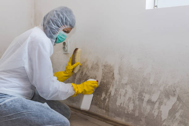 Best Professional Mold Removal  in Hampton, MD