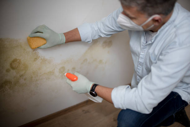Best Fast Mold Removal  in Hampton, MD