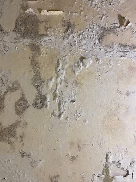 Best Crawl Space Mold Removal  in Hampton, MD