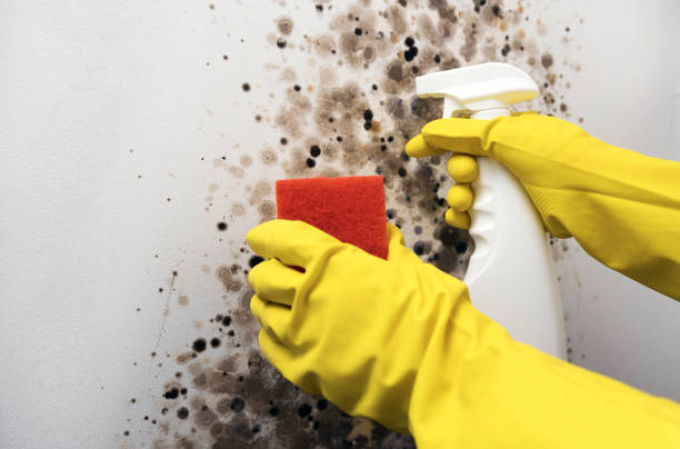 Mold Removal Process in Hampton, MD