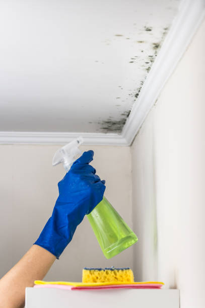 Best Mold Remediation  in Hampton, MD