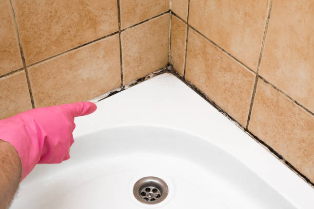 Best Home Mold Removal  in Hampton, MD